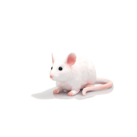 Mojo Myš