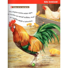 Společenské hry - hračky