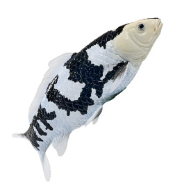 Společenské hry - hračky