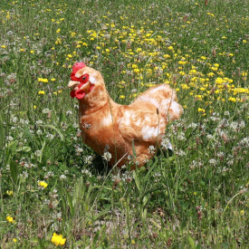 Společenské hry - hračky