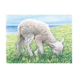 Společenské hry - hračky