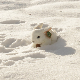 Společenské hry - hračky