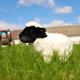 Společenské hry - hračky